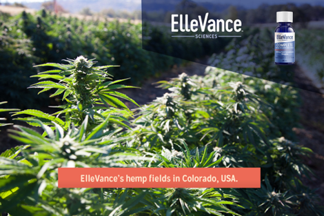 ElleVance's hemp fields in Colorado 