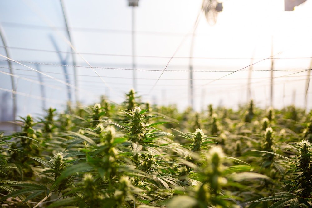 Hemp plants growing on a farm 