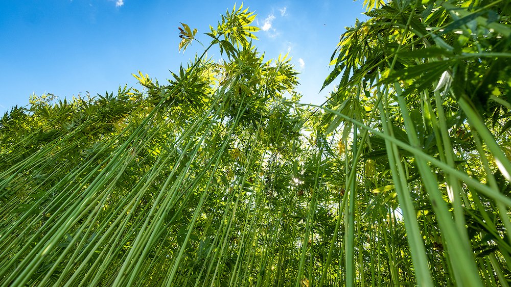 Hemp trees