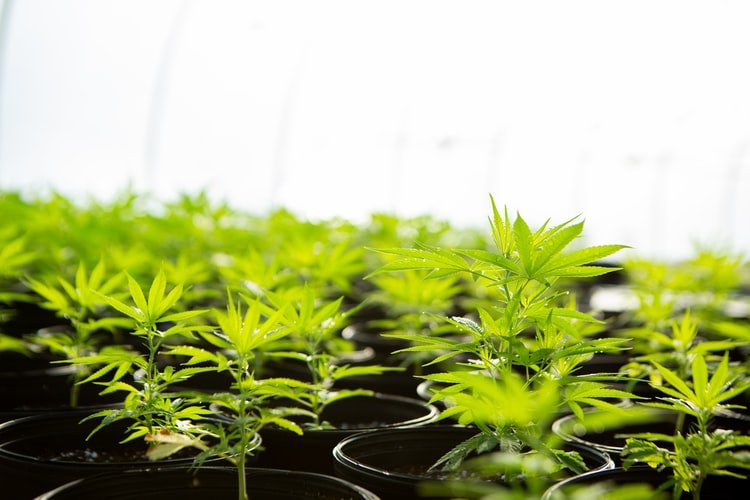 Hemp plant saplings in pots